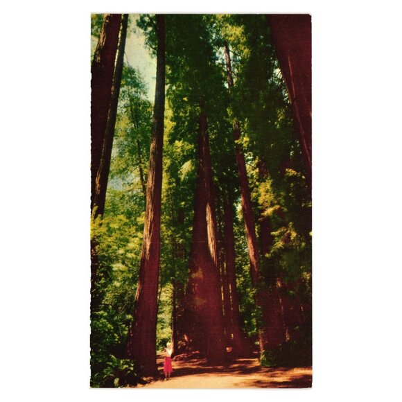 Muir Woods National Monument Postcard Giant Redwoods California Vintage Souvenir - Picture 1 of 2